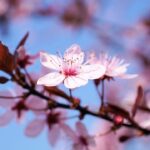 発達障がいのある高校生の卒業後の進路（就職・進学・自立訓練）のイメージ